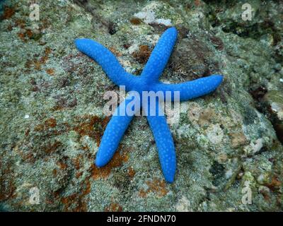 Étoiles de mer bleues sous l'eau à Eagle point, Batangas, Lozon, Philippines Banque D'Images