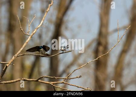 Tachycineta bicolor - série de photos montrant l'accouplement des hirondelles d'arbre Banque D'Images