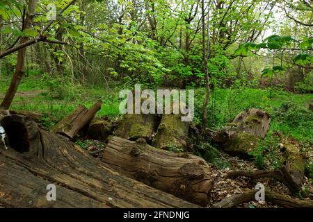 Des troncs d'arbre tombés recouverts de mousse dans les bois d'Ashenbank Banque D'Images