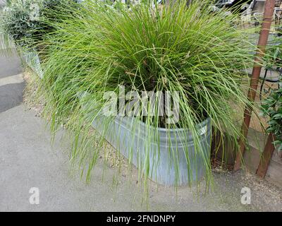 Vue en grand angle d'une plante verte, probablement une espèce de lavande (Lavandula) dans un plantoir métallique ovale sur un trottoir dans le centre-ville de Lafayette, Californie, le 9 février 2021. () Banque D'Images