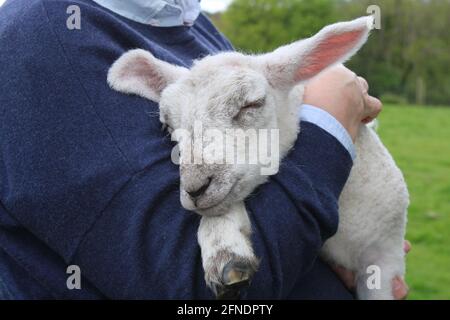 Mignon agneau endormi dans les bras des agriculteurs Banque D'Images