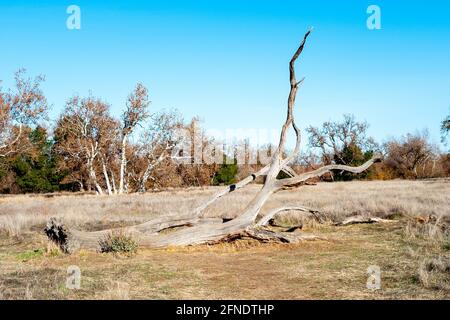 Gros plan d'un tronc d'arbre mort situé au sol dans le parc Sycamore Grove à Livermore, Californie, le 19 décembre 2020. () Banque D'Images