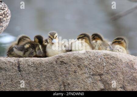 Canetons de Mallard Anas platyrhynchos se blottir ensemble sur une roche comme ils prennent un repos Banque D'Images