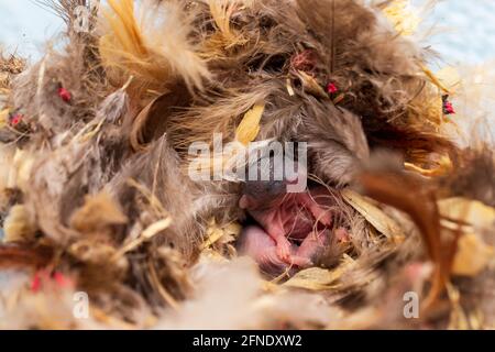 Jeune souris, Mus musculus, en nid fait de plumes et d'autres matériaux. Banque D'Images