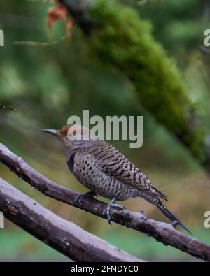 Un gros plan vertical d'un adorable oiseau de scintillement du nord debout sur une branche d'arbre mince dans une forêt Banque D'Images