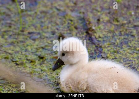 Muet cygnet jeune cygnet au printemps au Canada Banque D'Images