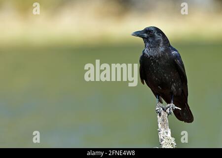 Un corbeau américain (Corvus brachyrhynchos), perché sur une branche d'arbres morts dans les régions rurales du Canada de l'Alberta Banque D'Images