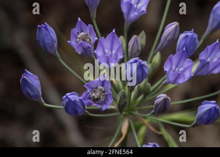 Monk à poil blanc les abeilles à poil long (Eucera frater) dans les fleurs sauvages d'Ithuriel (Triteleia laxa) une plante à fleurs indigènes commune de Californie. Banque D'Images