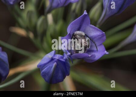 Monk à poil blanc les abeilles à poil long (Eucera frater) dans les fleurs sauvages d'Ithuriel (Triteleia laxa) une plante à fleurs indigènes commune de Californie. Banque D'Images