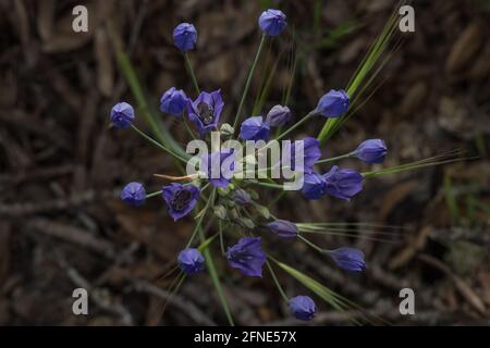 La fleur de prunice d'Ithuriel (Triteleia laxa) comme on l'a vu d'en haut, deux abeilles longhorn dormantes (Eucera sp) se trouvent dans les fleurs. De la Californie. Banque D'Images