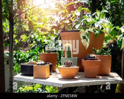 Jardin extérieur avec cactus et différentes plantes vertes dans de nombreux pots sur la table dans le jardin avec le soleil le matin. Banque D'Images