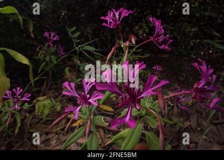 Les rubans rouges (Clarkia concinna) une fleur pourpre vibrante qui ne pousse que dans les régions montagneuses de la Californie. Banque D'Images