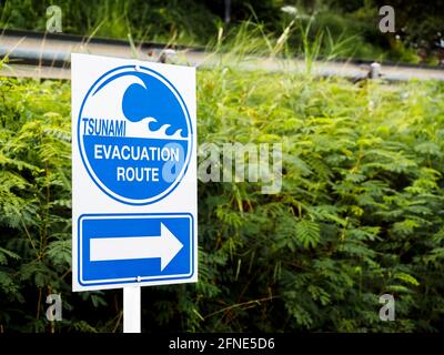 Panneau de route d'évacuation du tsunami sur les feuilles vertes près de l'arrière-plan de la route avec espace de copie. Message de signalisation routière « tsunami Evacuation route » pour information Banque D'Images