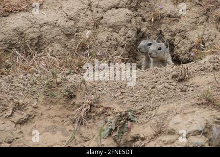 Une paire d'écureuils terrestres de Californie (Otospermophilus beecheyi) regardent de leur terrow d'écureuil dans la région aride de la baie est de CA. Banque D'Images