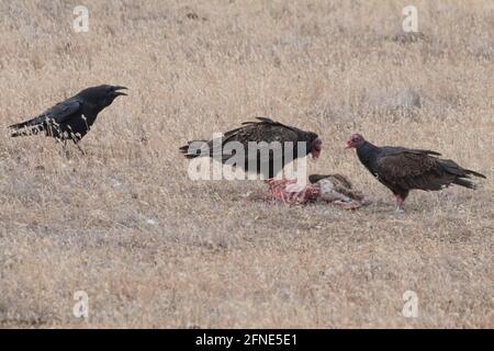 Une paire de vautours de dinde (Cathartes aura) a récupéré un animal mort dans une région aride de Californie comme un corax corven (Corvus corax) regarde dessus. Banque D'Images