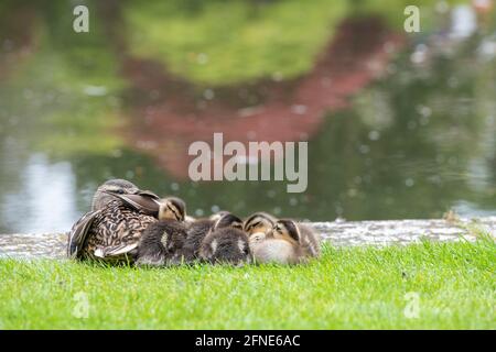 Canard colvert femelle et canetons à côté d'un étang. ROYAUME-UNI Banque D'Images