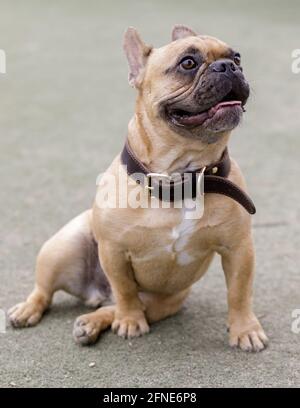 Fauve Frenchie mâle Puppy assis avec la bouche ouverte. Parc pour chiens hors-laisse dans le nord de la Californie. Banque D'Images