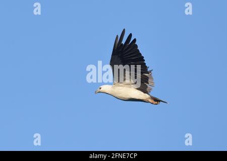 Un aigle marin à ventre blanc adulte (Haliaeetus leucogaster) en vol en Nouvelle-Galles du Sud, en Australie Banque D'Images