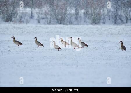 Bernaches égyptiennes volantes (Alopochen aegyptiaca) sur un pré dans une tempête de neige, Bavière, Allemagne Banque D'Images