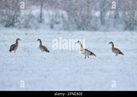 Bernaches égyptiennes volantes (Alopochen aegyptiaca) sur un pré dans une tempête de neige, Bavière, Allemagne Banque D'Images