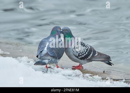 Pigeons (Columba livia domestica), paire debout sur la rive, Bavière, Allemagne Banque D'Images