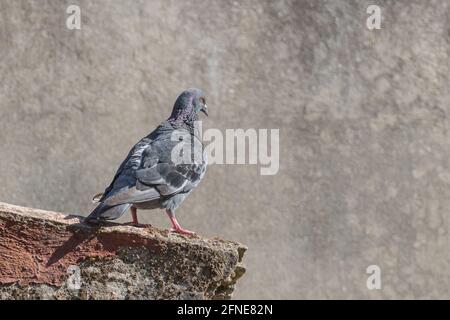 colombe de roche ou pigeon commun sur un mur en béton avec lumière du soleil gros plan à l'extérieur Banque D'Images