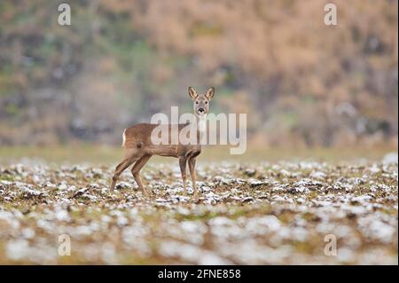 Cerf de Virginie (Capranolus capranolus) sur un champ enneigé, faune, Bavière, Allemagne Banque D'Images