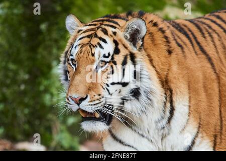 Tigre du Bengale (Panthera tigris tigris), portrait, captif, Allemagne Banque D'Images