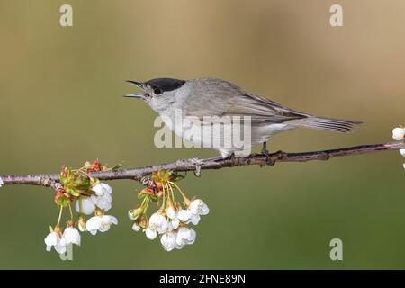 Blackcap (Sylvia atricapilla), trotting masculin, sur une branche de cerisiers en fleurs, Siegerland, Rhénanie-du-Nord-Westphalie, Allemagne Banque D'Images