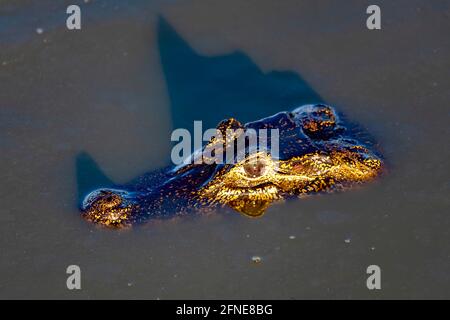 Yacare caiman (Caiman crocodilus yacara) dans l'eau, Pantanal, Mato Grosso, Brésil Banque D'Images