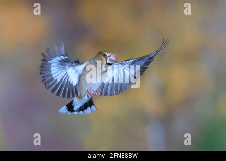 Hawfinch (Coccothrautes coccothrautes) en vol, Siegerland, Rhénanie-du-Nord-Westphalie, Allemagne Banque D'Images