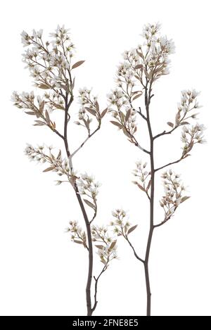 Branches fleuries d'une poire (Amelanchier) sur fond blanc, Allemagne Banque D'Images