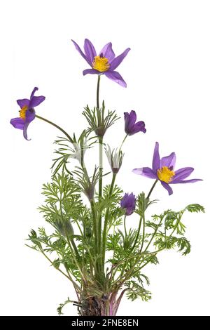 Cowslip, fleur de pasque (Pulsatilla vulgaris) sur fond blanc, Allemagne Banque D'Images