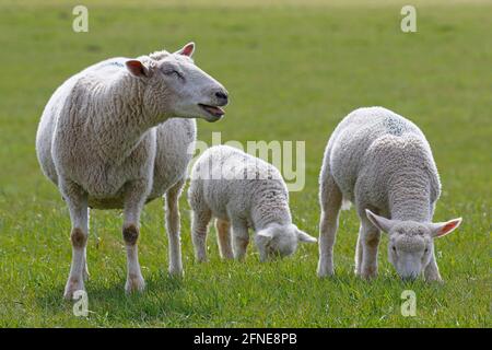 Bleuissant des moutons domestiques (Ovis gmelini aries) avec des agneaux, des enfants animaux, Schleswig-Holstein, Allemagne Banque D'Images