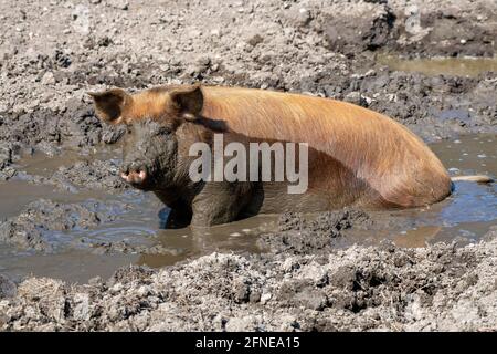 Porc Duroc, ancienne race domestique des Etats-Unis, Eggen-Hof, Vomp, Tyrol, Autriche Banque D'Images