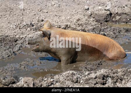 Porc Duroc, ancienne race domestique des Etats-Unis, Eggen-Hof, Vomp, Tyrol, Autriche Banque D'Images