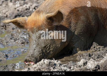 Porc Duroc, ancienne race domestique des Etats-Unis, Eggen-Hof, Vomp, Tyrol, Autriche Banque D'Images