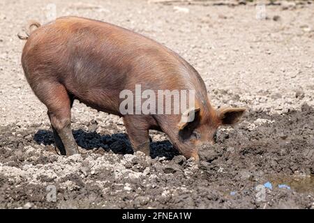 Porc Duroc, ancienne race domestique des Etats-Unis, Eggen-Hof, Vomp, Tyrol, Autriche Banque D'Images