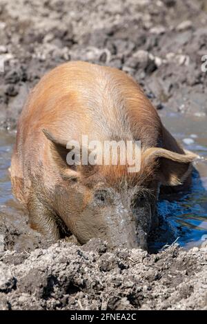 Porc Duroc, ancienne race domestique des Etats-Unis, Eggen-Hof, Vomp, Tyrol, Autriche Banque D'Images