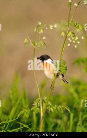 Stonechat, homme avec nourriture, May, NSG Dingdener Heide, Rhénanie-du-Nord-Westphalie, Allemagne Banque D'Images