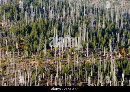 Lusen, 1373 mètres, forêt morte et nouvelle sur une montagne voisine en République tchèque, octobre, Parc national de la Forêt bavaroise, Bavière, Allemagne Banque D'Images