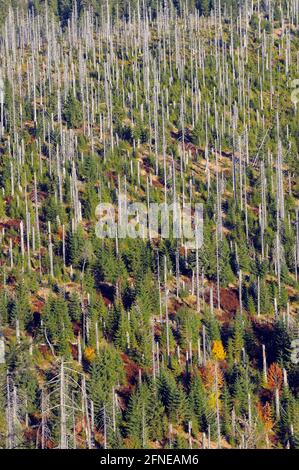 Lusen, 1373 mètres, forêt morte et nouvelle sur une montagne voisine, octobre, parc national de la forêt bavaroise, Bavière, Allemagne Banque D'Images