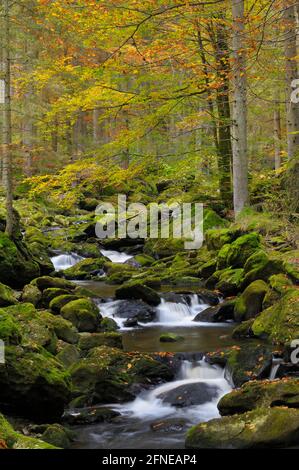 Gorge de pierre en automne, grosse Ohe, octobre, Spiegelau, parc national de la forêt bavaroise, Bavière, Allemagne Banque D'Images