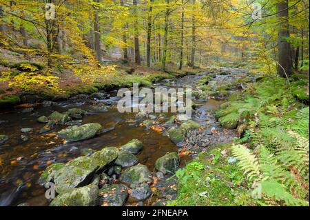 Gorge de pierre en automne, grosse Ohe, octobre, Spiegelau, parc national de la forêt bavaroise, Bavière, Allemagne Banque D'Images