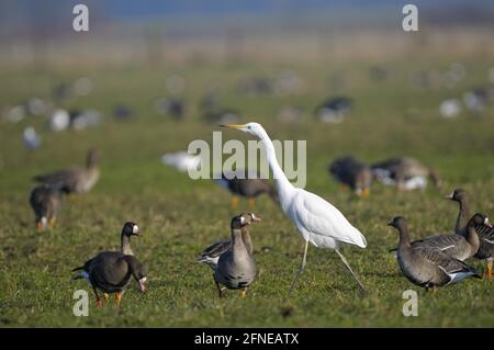 Grande oie à front blanc (Anser albifrons) et Grand Egret blanc, matin, février, Dingdener Heide, Rhénanie-du-Nord-Westphalie (Casmerodius alba) Banque D'Images