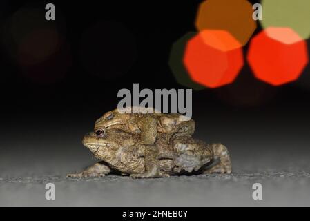 Crapaud commun, paire en route vers le frai Ground, le soir, mars, Bottrop, Ruhr Area, Rhénanie-du-Nord-Westphalie, Allemagne Banque D'Images