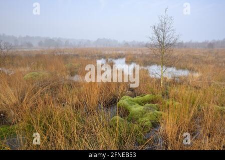 Atmosphère matinale dans la tourbière, coussin de tourbière, avril, Haaksberbergeen, Haaksbergen, Province Overijssel, pays-Bas Banque D'Images