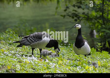 Bernache de Barnacle, bernache à chetée blanche, paire de poussins, May, Bottrop, Rhénanie-du-Nord-Westphalie, Allemagne Banque D'Images