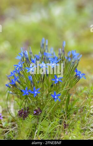 Gentiane de printemps, fleurs, au sommet du Wendelstein, juillet, montagnes de Mangfall, Prealps bavarois, Bavière, Allemagne Banque D'Images