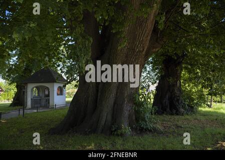 Lindenplatz avec jusqu'à 1000 ans de citronniers sur Fraueninsel, Tassilolinde et Marienlinde, juillet, Fraueninsel, Chiemsee, Chiemgau, Bavière, Allemagne Banque D'Images